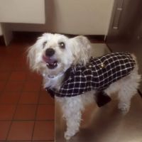 Diamond Hill Animal Clinic ico