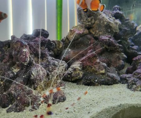 Wet Dreams Aquatics