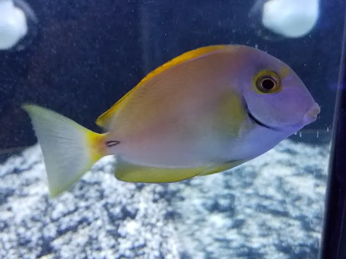 Wet Dreams Aquatics Picture 4