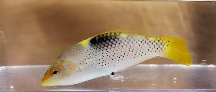 Wet Dreams Aquatics Picture 8