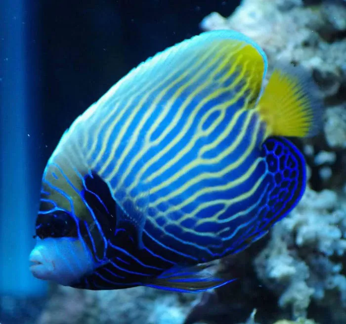 Wet Dreams Aquatics Picture 7