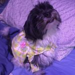 Lily Lerner Spay/Neuter Clinic