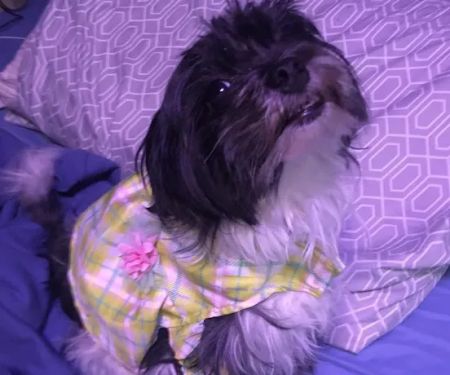 Lily Lerner Spay/Neuter Clinic