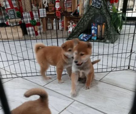 Puppyworld