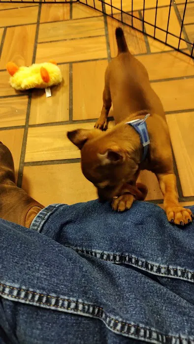 Puppyworld Picture 6