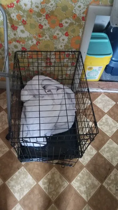 Puppyworld Picture 4