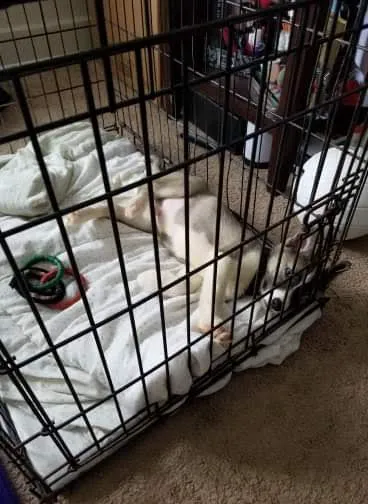 Puppyworld Picture 3