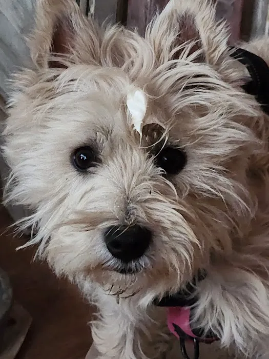 Puppyworld Picture 2