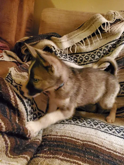 Puppyworld Picture 7