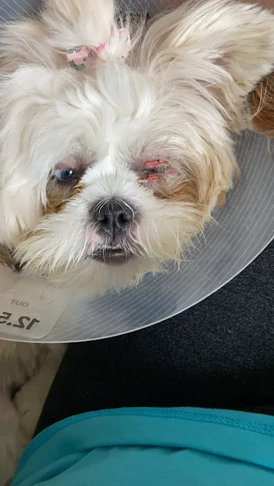 Foster Hospital for Small Animals Picture 4