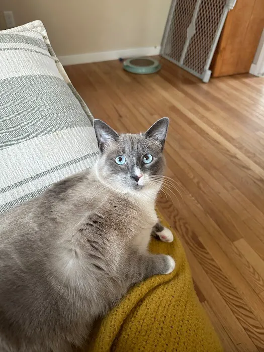 Foster Hospital for Small Animals Picture 1