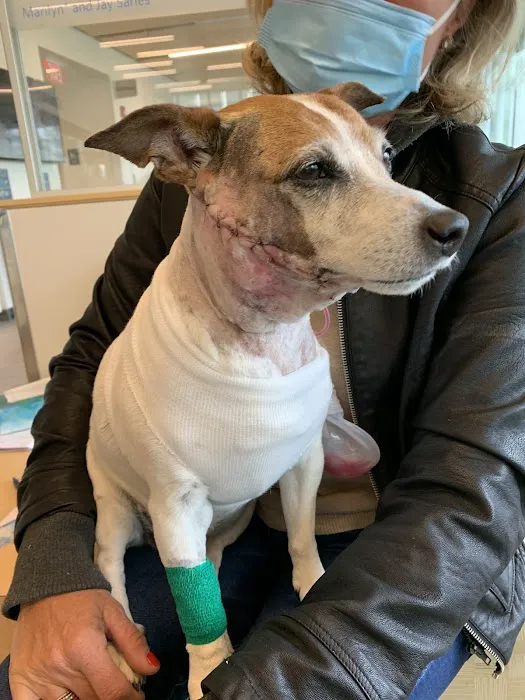 Foster Hospital for Small Animals Picture 7