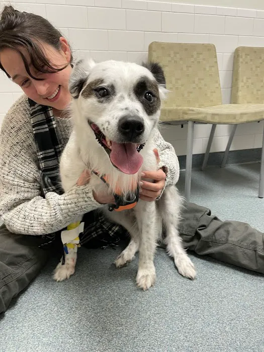 Foster Hospital for Small Animals Picture 5