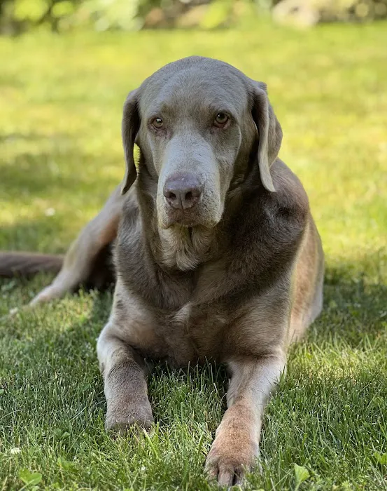 Foster Hospital for Small Animals Picture 6
