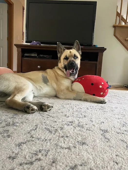 Foster Hospital for Small Animals Picture 9