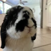 Tufts Wildlife Clinic ico