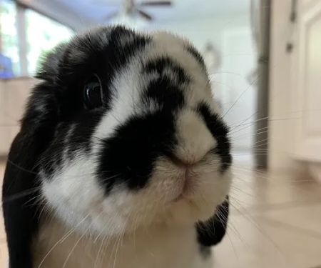 Tufts Wildlife Clinic
