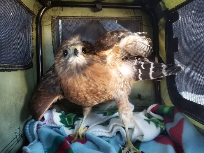 Tufts Wildlife Clinic Picture 6