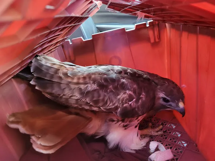 Tufts Wildlife Clinic Picture 5