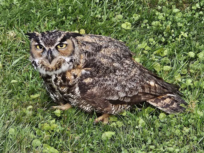 Tufts Wildlife Clinic Picture 8