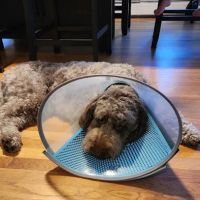 Veterinary Urgent Care Center - Worcester ico