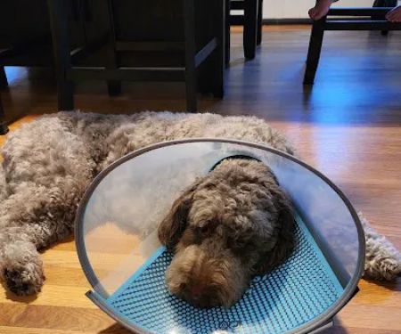 Veterinary Urgent Care Center - Worcester