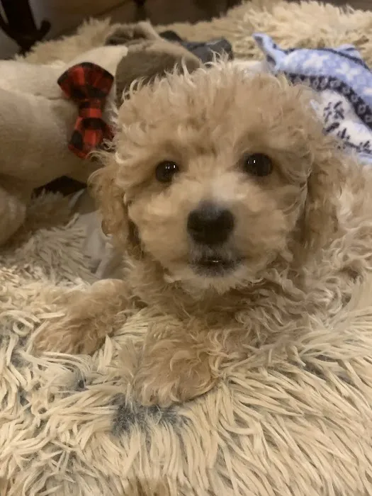 Tiny Tykes Puppies Picture 1