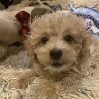 Tiny Tykes Puppies ico