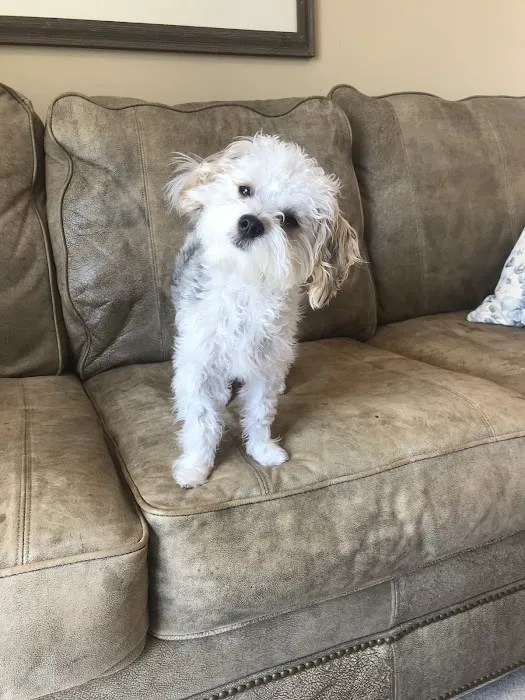 Tiny Tykes Puppies Picture 3