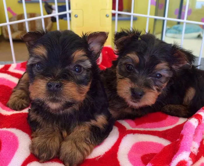 Tiny Tykes Puppies Picture 6