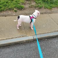 Tufts at Tech Community Veterinary Clinic ico