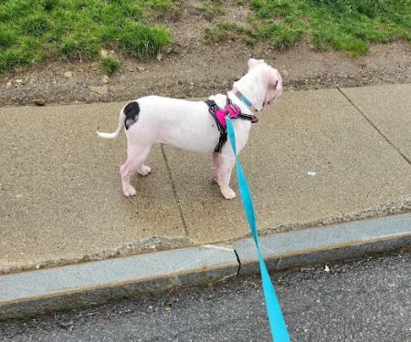 Tufts at Tech Community Veterinary Clinic