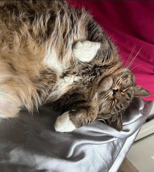 Tufts at Tech Community Veterinary Clinic Picture 4