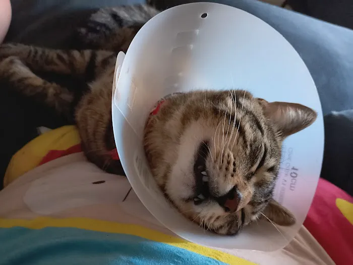 Tufts at Tech Community Veterinary Clinic Picture 2