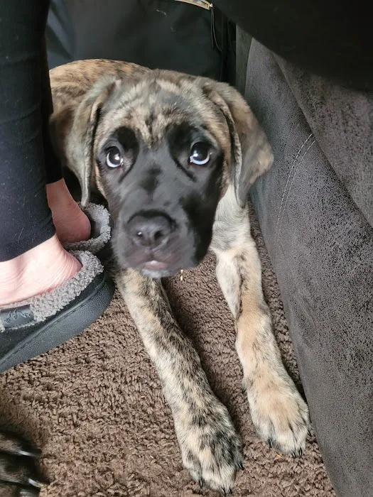 Tufts at Tech Community Veterinary Clinic Picture 7