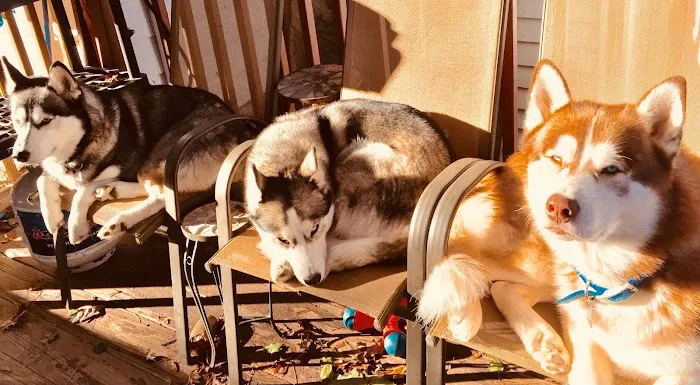 Tufts at Tech Community Veterinary Clinic Picture 9