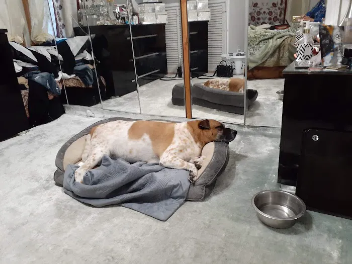 Tufts at Tech Community Veterinary Clinic Picture 8