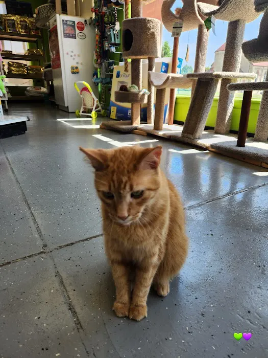 Pet Paradise Picture 2