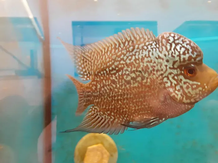 Milwaukee Aquatics Picture 4