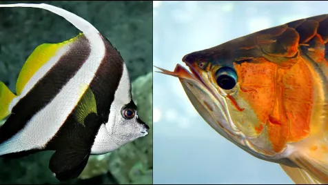 Milwaukee Aquatics Picture 2