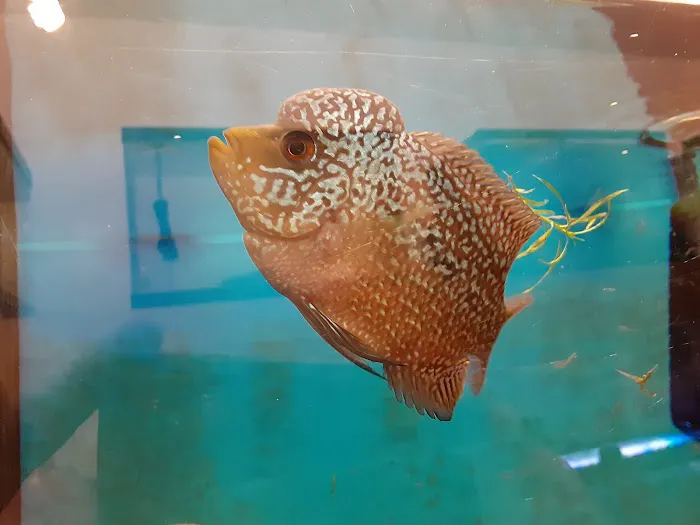 Milwaukee Aquatics Picture 3