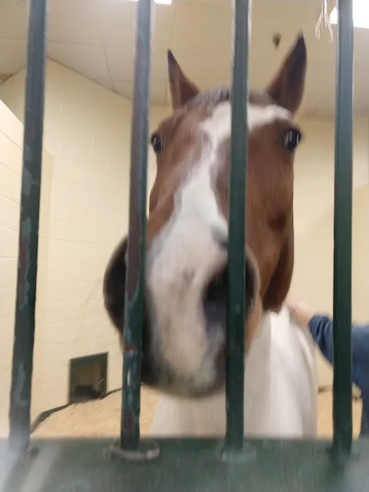 Tufts Animal Behavior Clinic Picture 5