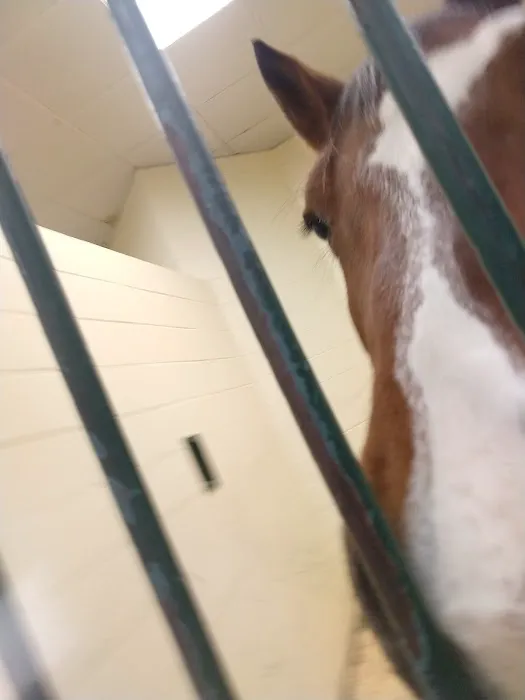 Tufts Animal Behavior Clinic Picture 7