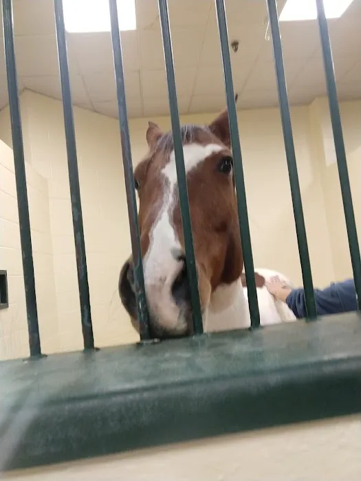 Tufts Animal Behavior Clinic Picture 6