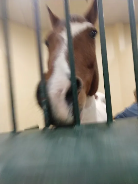 Tufts Animal Behavior Clinic Picture 1