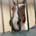 Tufts Animal Behavior Clinic