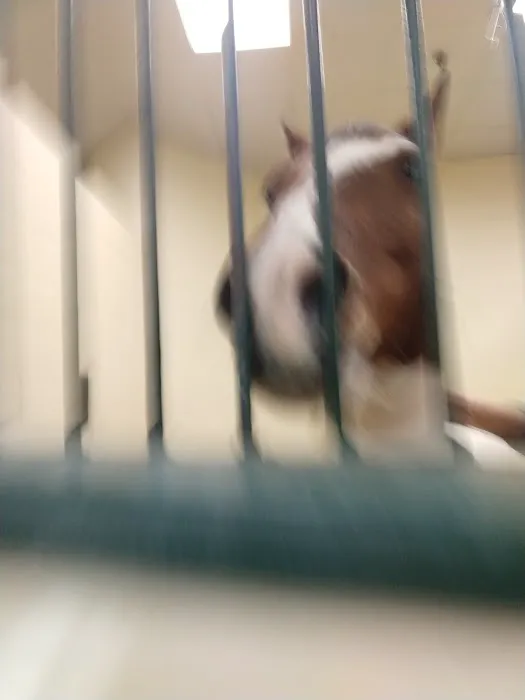 Tufts Animal Behavior Clinic Picture 3
