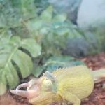 Petco