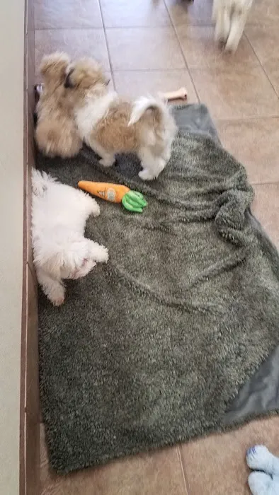 End of the Leash Picture 4