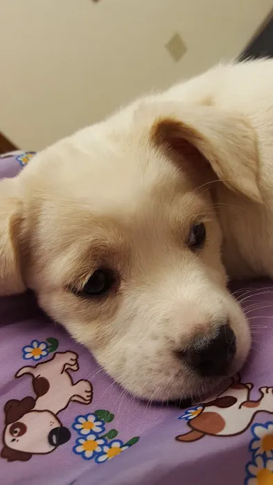 End of the Leash Picture 5